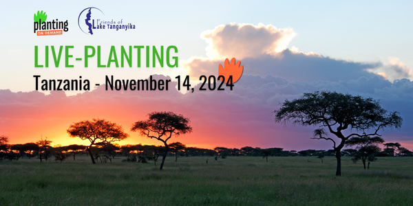 🌍 Live Planting in Tanzania - 14 November 2024!